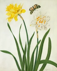 Narcisos y mariposa